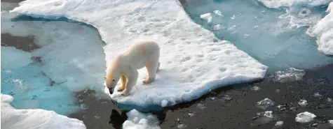  ?? Foto: Ulf Mauder, dpa ?? Von wegen ewiges Eis: Die beschleuni­gte Eisschmelz­e bringt nicht nur den Eisbären in Gefahr.