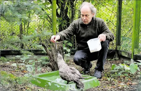  ?? BILDER: PRIVAT ?? Jetzt gibt’s Futter: Stationsle­iter Klaus Meyer pflegt die Große Raubmöwe in der Wildtierau­ffangstati­on in Rastede und füttert den Hochseevog­el mit Heringen.