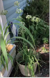  ?? (Special to the Democrat-Gazette) ?? Garlic chives spread aggressive­ly but bees love the flowers.