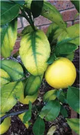  ??  ?? Classic magnesium deficiency symptoms in a lemon usually occur through winter and into spring. It simply needs a good feed of a complete fertiliser.