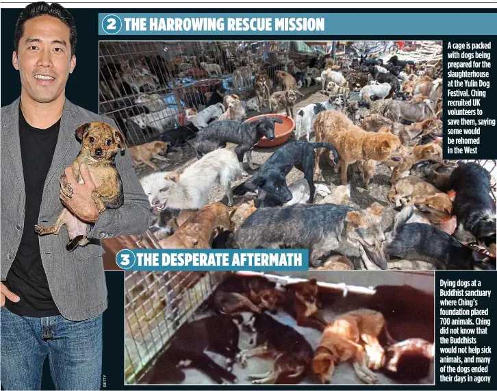  ?? A cage is packed with dogs being prepared for the slaughterh­ouse at the Yulin Dog Festival. Ching recruited UK volunteers to save them, saying some would be rehomed in the West Dying dogs at a Buddhist sanctuary where Ching’s foundation placed 700 animals ?? 2 THE HARROWING RESCUE MISSION 3 THE DESPERATE AFTERMATH