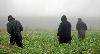  ??  ?? Volunteers comb fodderbeet looking for signs of velvetleaf in April in Otago. Waikato farmers face a similar threat this spring.