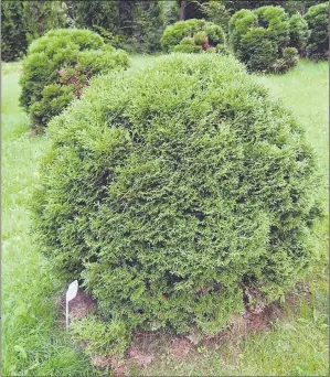  ??  ?? Arborvitae­s in tidy shapes such as globes are effective accent plants for landscape design.