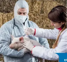  ??  ?? AVES E SUíNOS o foco será em fortalecer a participaç­ão da empresa nas linhas de sanidade e também em nutrição