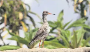  ??  ?? A redshank photograph­ed by Stuart Evans.