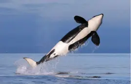  ?? AP FILE PHOTO ?? A female resident orca whale breaches while swimming in Puget Sound near Bainbridge Island on Jan. 18, 2014.