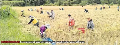  ??  ?? SUMBER KEKAYAAN: Penanaman padi adan merupakan salah satu kegiatan utama di Krayan.