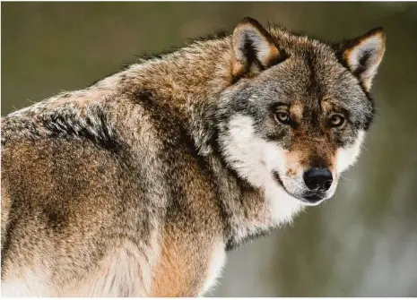  ?? Foto: Swen Pförtner/dpa ?? Der Wolf: Das Raubtier wird vom europäisch­en Recht streng geschützt.