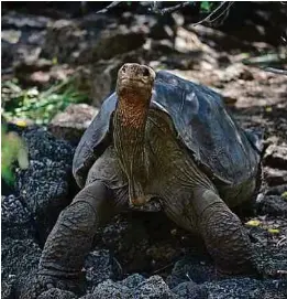 Kura Kura Gergasi Galapagos Miliki Dna Panjang Umur Pressreader