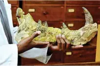  ??  ?? Job Kibii holds a piece of the 23-million-year-old bones of the newly-discovered giant ‘simbakubwa kutokaafri­ka’ (big lion from Africa).
