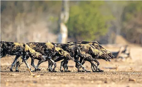  ?? Pictures: © Nicholas Dyer ?? A pack of painted wolves on the hunt is a chilling sight for an impala — they are the most efficient predators in Africa, catching their prey four times out of five.