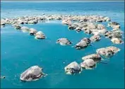  ?? Francisco Simerman EPA/Shuttersto­ck ?? LIFELESS TURTLES f loat off the coast of Mexico’s Oaxaca state in August. More than 300 olive ridleys died after getting entangled in tuna fishing nets.