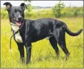  ??  ?? Riley, a staffie-labrador cross needs a home