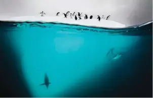  ??  ?? Doubilet’s latest project is to document the habits of the chinstrap penguins in the Antartica