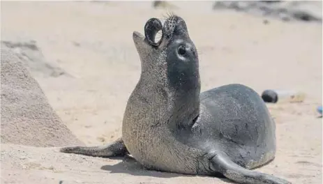  ?? THE OCEAN CLEANUP, MATTHEW CHAUVIN. ?? La contaminac­ión de plástico pone en peligro a los animales marinos como esta foca monje joven, que puede quedarse atrapada o ingerir basura. /