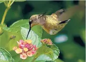  ??  ?? This ruby-throated hummingbir­d is fattening up on Luscious Royale Cosmo lantana in mid-October.