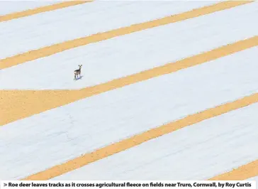  ??  ?? > Roe deer leaves tracks as it crosses agricultur­al fleece on fields near Truro, Cornwall, by Roy Curtis