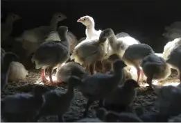  ?? THE ASSOCIATED PRESS ?? Turkeys stand in a barn on turkey farm near Manson, Iowa. A Colorado prison inmate who got infected was in a prerelease program.