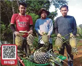  ?? (Foto Syaherah Mustafa/bh) ?? Mohammad Naqiuddin (kiri) dan adiknya Mohammad Hasrul (kanan) bersama hasil nanas dari kebun mereka di Kampung Kubang Rambutan, Rantau Panjang.