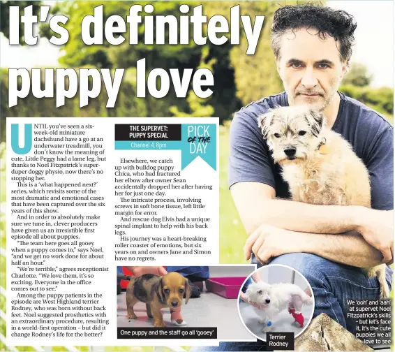  ??  ?? THE SUPERVET: PUPPY SPECIAL
One puppy and the staff go all ‘gooey’
Terrier Rodney
We ‘ooh’ and ‘aah’ at supervet Noel Fitzpatric­k’s skills – but let’s face it, it’s the cute puppies we all love to see