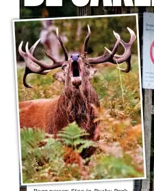  ??  ?? Roar power: Stag in Bushy Park