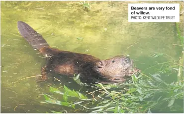  ?? PHOTO: KENT WILDLIFE TRUST ?? Beavers are very fond of willow.