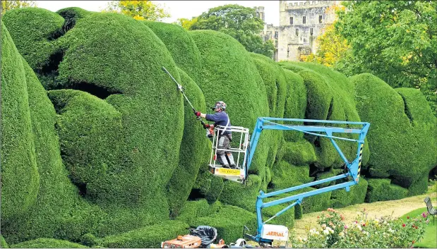  ?? Pictures: GARY LEE / PHOTOSHOT ?? A shear perfect job... Gardener Craig Nodding uses a cherry picker and hedge trimmer to delicately clip the giant, 300-year-old hedges at Raby Castle yesterday