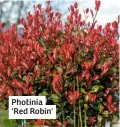  ??  ?? Photinia 'Red Robin'