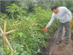  ??  ?? El armado de la huerta permite tener verdura de estación, producida en forma natural y con los mejores cuidados.