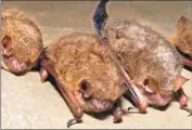  ?? U.S. Fish and Wildlife Service ?? THE BATS, among North America’s smallest, are named for the shades of their brownish-yellow hair.