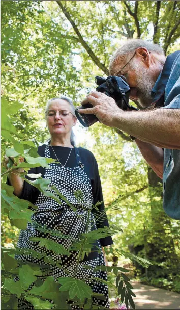  ??  ?? Cheryl Lavers holds an oak leaf steady as Norman Lavers focuses on the half-inch, green slug caterpilla­r that’s eating it beside the driveway of their home in Craighead County. The couple collaborat­ed on the book 100 Insects of Arkansas and the...