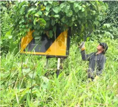  ??  ?? Dennis clearing the road sign which is covered by creeper plants.