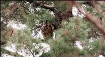  ?? PHOTOS BY JEENAH MOON — THE NEW YORK TIMES ?? Flaco, a Eurasian eagle- owl who left the Central Park Zoo after his mesh enclosure was vandalized, perches high in the branches of a conifer in Central Park in Manhattan on Thursday. The noctural birds have a wingspan of up to 79 inches.