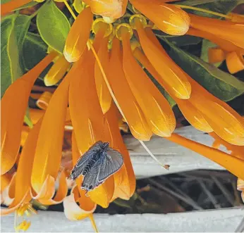  ?? Picture: CHRISTA MERKES-FREI ?? Trumpet flowers visited by a butterfly