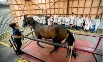  ?? PHOTO: DAVID UNWIN/FAIRFAX NZ ?? A racehorse is put through its paces on a treadmill in front of pupils visiting Massey University’s Veterinary School.