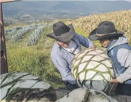  ??  ?? HEAVY LOAD. Thomas Jamie Gonzales, left, and his nephew Juan Jezus Frutoso loading a harvested piña, its leaves removed by machete, onto the back of a truck.