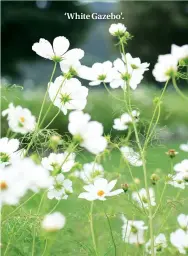  ??  ?? ‘White Gazebo’.