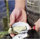  ??  ?? Indulge in fresh oysters in the island state of Tasmania.