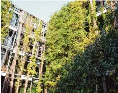  ?? Foto: Philipp Brandstädt­er/dpa ?? Die Pflanzen an der Fassade der Humboldt Universitä­t in Berlin nehmen Regenwasse­r auf und kühlen das Haus im Sommer, wenn es warm ist.