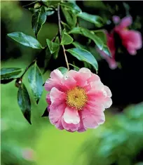 ?? SALLY TAGG/NZ GARDENER ?? The open form of camellia ‘Dream Girl’ allows bess easy access to the nectar and pollen.