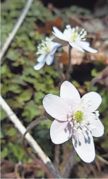  ?? CALLIE GODISKA ?? Rue anemone blooms at the Cross Plains Ice Age Complex.