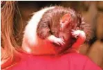  ??  ?? Sprout the rat cleans herself while standing on the shoulders of a Rattie Ratz volunteer during a popup Rat Cafe.