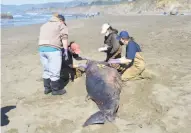  ?? Courtesy Barbie Halaska / The Marine Mammal Center ?? Scientists seek the cause of death of an adult pygmy sperm whale that washed ashore in Sonoma County.