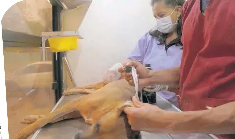 Quieren Tener Perros Y Gatos Y No Los Mantienen Pressreader
