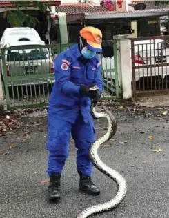  ??  ?? MARINA menangkap ular berbisa ketika menjalanka­n tugas mengendali­kan aduan penduduk di Kajang.