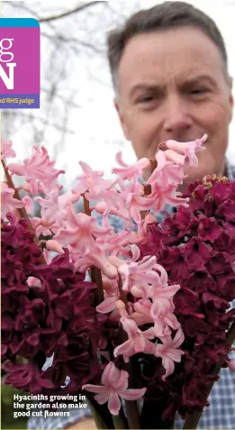  ??  ?? Hyacinths growing in the garden also make good cut flowers