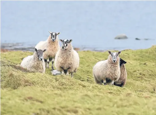  ??  ?? WOOLLY THINKING? NFUS president Andrew McCornick defended the union, saying it engaged with 800 crofting members last year