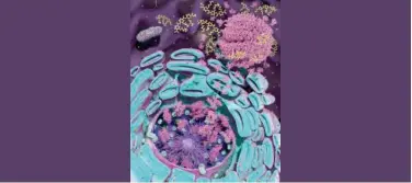  ?? WAM ?? ↑
Research provides important insights into the p53 protein, a critical tumour suppressor, often mutated and deactivate­d in cancer.