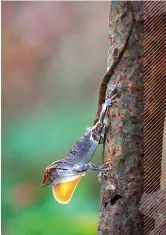  ??  ?? En hanne av arten Anolis stratulus visar upp sin röda strupsäck, som signal under parningsti­d.