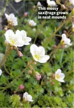  ??  ?? This mossy saxifrage grows in neat mounds